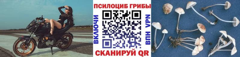 ОМГ ОМГ онион  Бузулук  Псилоцибиновые грибы Psilocybe 